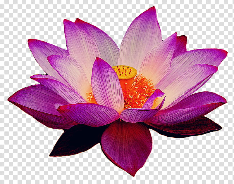 Pink Flower, Sacred Lotus, Petal, Violet, Aquatic Plant, Lotus Family, Purple, Water Lily transparent background PNG clipart
