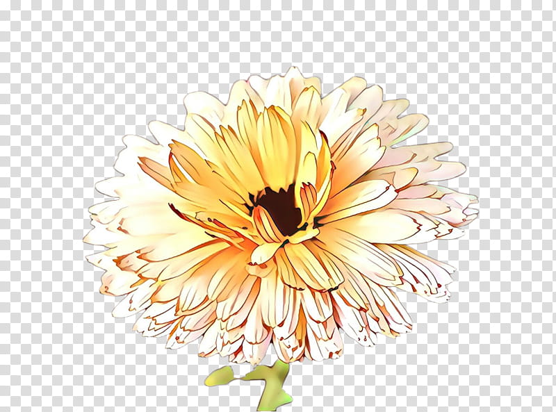 Watercolor Flower, Cartoon, Chrysanthemum, Transvaal Daisy, Floral Design, Cut Flowers, Yellow, Pot Marigold transparent background PNG clipart