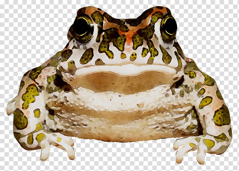 Frog, American Bullfrog, True Frog, Toad, Jaw, Animal, True Toad, Bufo transparent background PNG clipart