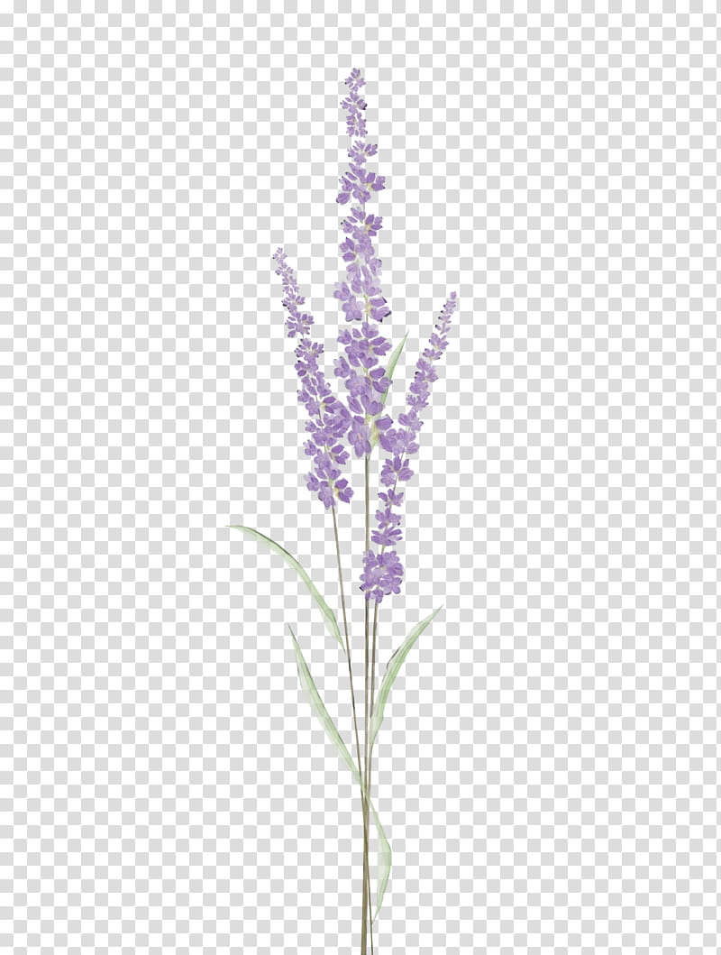 Lavender, Watercolor, Paint, Wet Ink, Flowering Plant, Violet, Purple, Grass transparent background PNG clipart