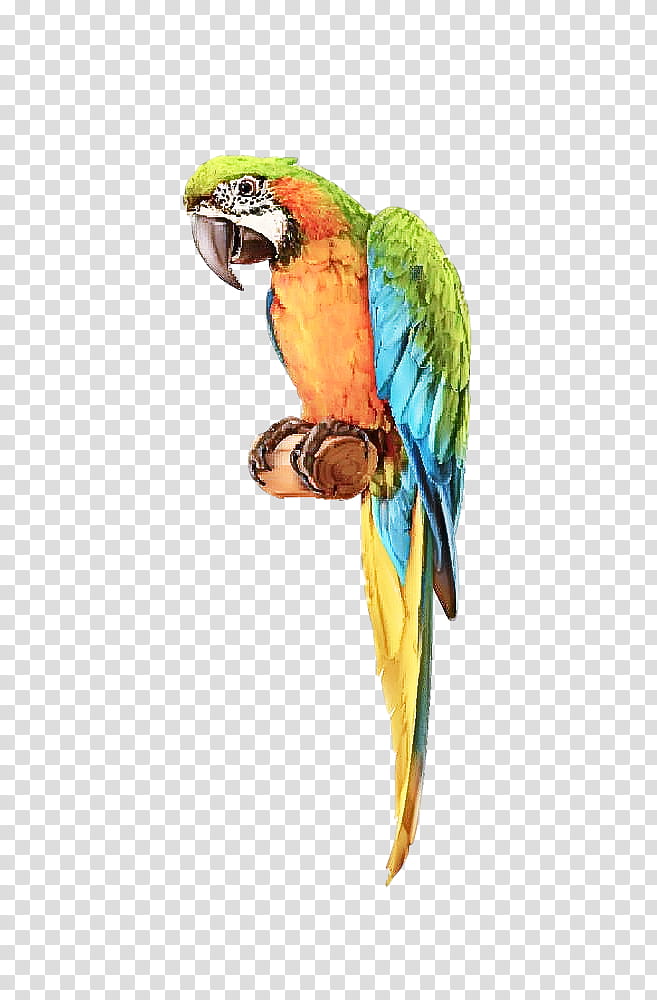 bird macaw beak parrot parakeet, Budgie transparent background PNG clipart