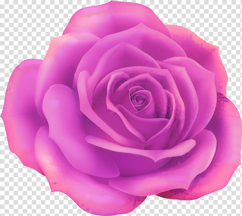 Pink Flower, Rose, Blue Rose, Garden Roses, Rose Family, Petal, Pink Flowers, Purple transparent background PNG clipart