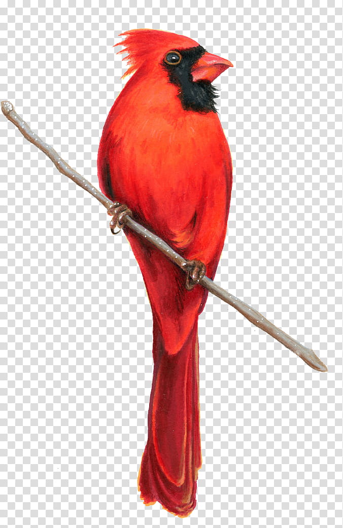 Clipart Of Cardinal