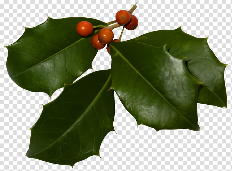 christmas holly Ilex holly, Christmas , Leaf, Plant, American Holly, Tree, Flower, Woody Plant transparent background PNG clipart