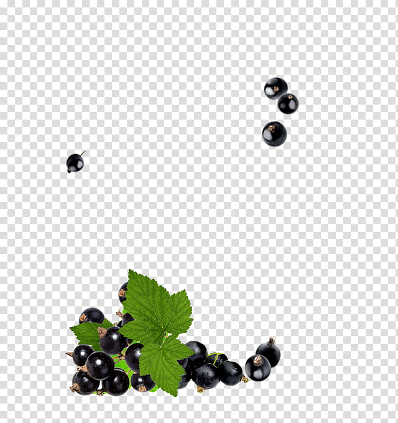 berry plant fruit bilberry blackberry, Currant, Aristotelia Chilensis, Leaf, Chokeberry, Food transparent background PNG clipart