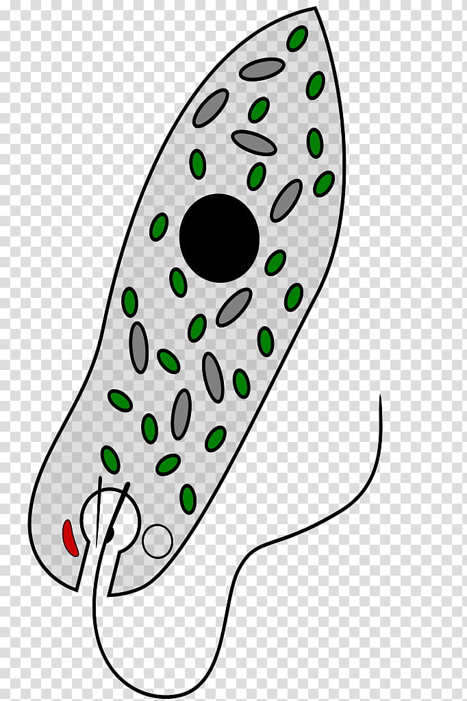 Euglena Viridis Line, Unicellular Organism, Protist, Euglenozoa, Euglena Gracilis, Euglenoids, Mixotroph, Flagellate transparent background PNG clipart