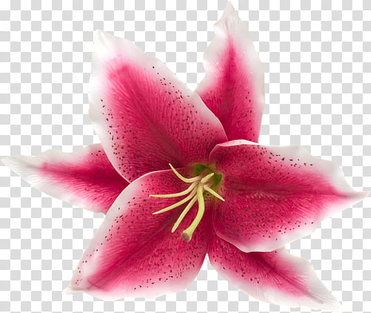 Flowers, pink and white lily flower transparent background PNG clipart