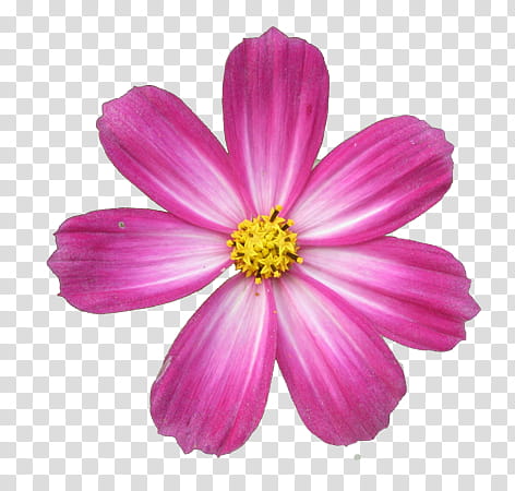 Flower s, pink cosmos flower transparent background PNG clipart
