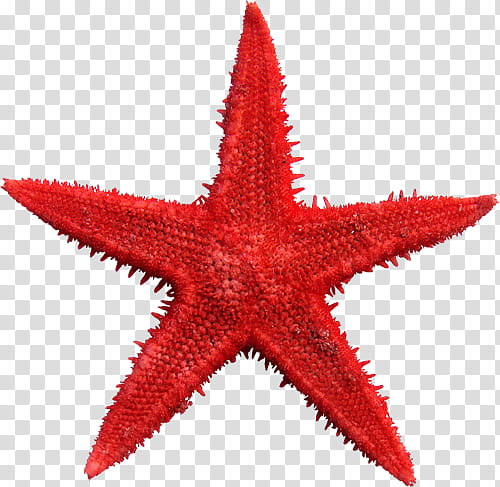 shells , red starfish transparent background PNG clipart