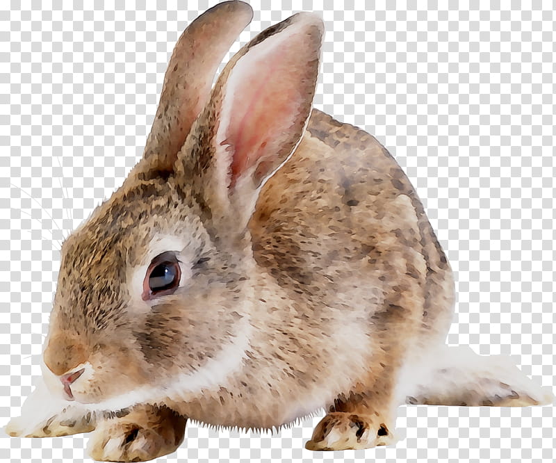 New Year, Hare, Fur, Rabbit, Snout, Rabbits And Hares, Mountain Cottontail, Audubons Cottontail transparent background PNG clipart
