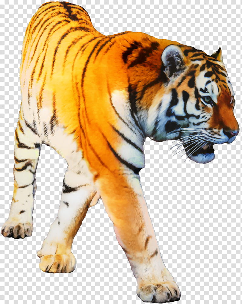 Cats, Tiger, Tony The Tiger, Frosted Flakes, Web Design, Bengal Tiger, Wildlife, Siberian Tiger transparent background PNG clipart