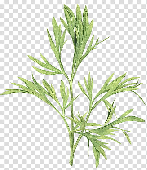plant flower leaf grass red juniper, Southernwood, Chamomile, Tarragon, Herb, Japanese Mugwort, Artemisia, Herbaceous Plant transparent background PNG clipart