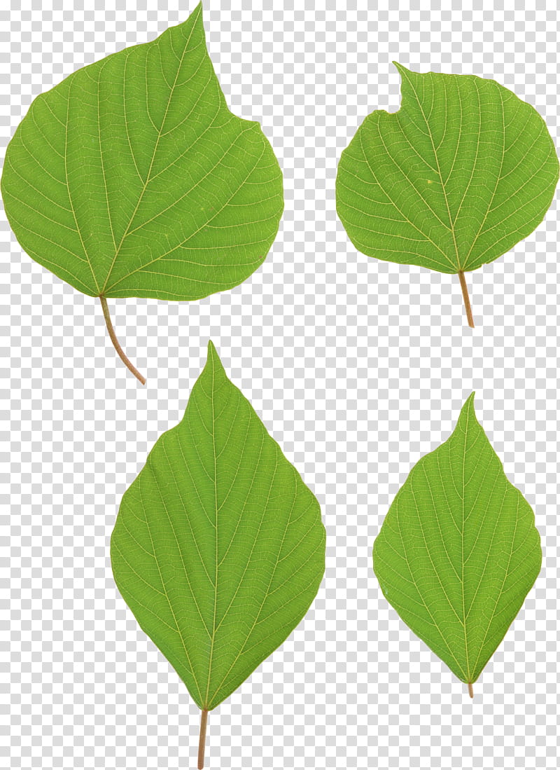 Plants leaves Mega, green ovate leaves transparent background PNG clipart