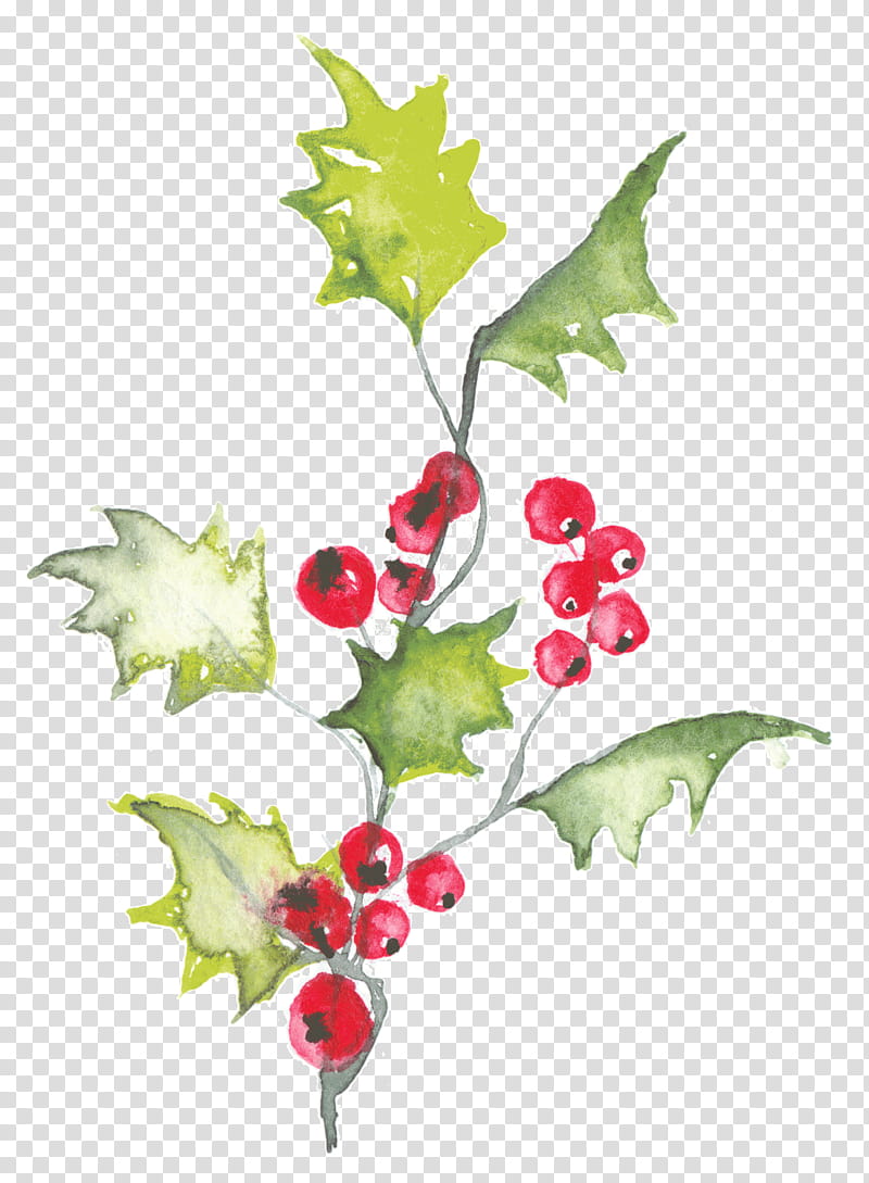 Watercolor Flower, Holly, Watercolor Painting, Aquifoliales, Plants, Gouache, Cartoon, Leaf transparent background PNG clipart