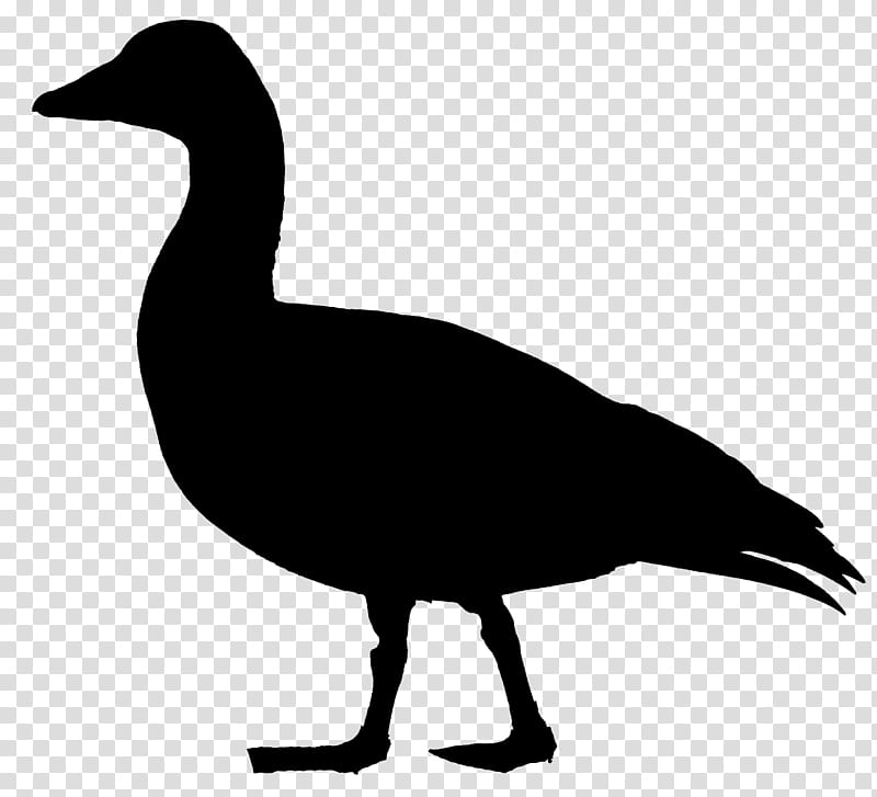 Bird Silhouette, Duck, Goose, Fowl, Feather, Beak, Canada Goose, Water Bird transparent background PNG clipart