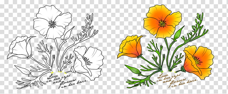 Watercolor Floral, Floral Design, Drawing, Poppy, California Poppy, Watercolor Painting, Line Art, Stencil transparent background PNG clipart