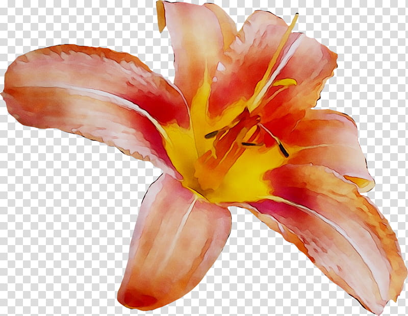 Lily Flower, Canna, Orange Lily, Petal, Daylily, Plant, Peach, Lily Family transparent background PNG clipart