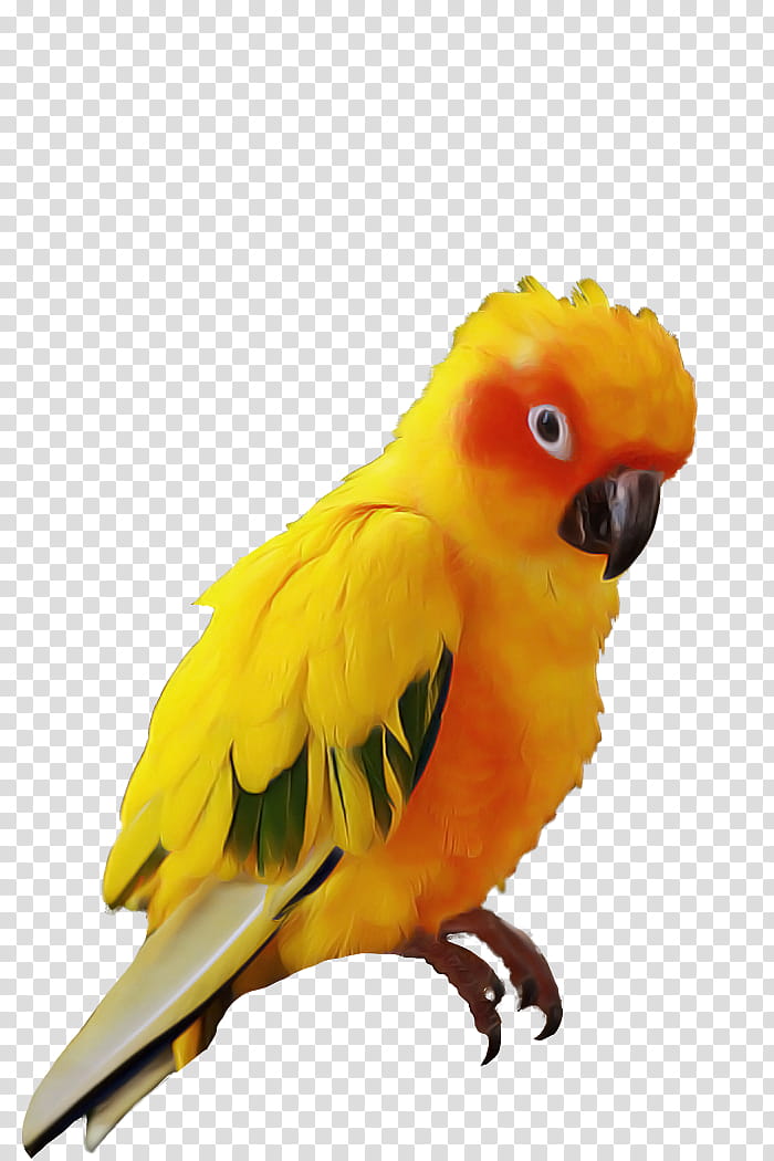 Lovebird, Parrot, Beak, Parakeet, Budgie, Yellow, Wing, Feather transparent background PNG clipart