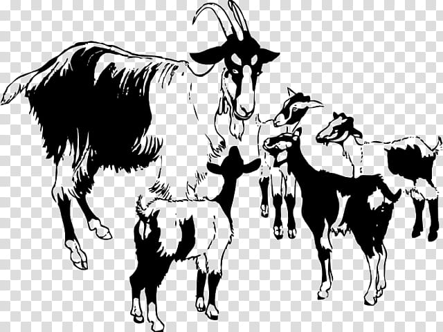 Drawing Of Family, Black Bengal Goat, Goats, Black And White
, Horn, Live, Ox, Bull transparent background PNG clipart
