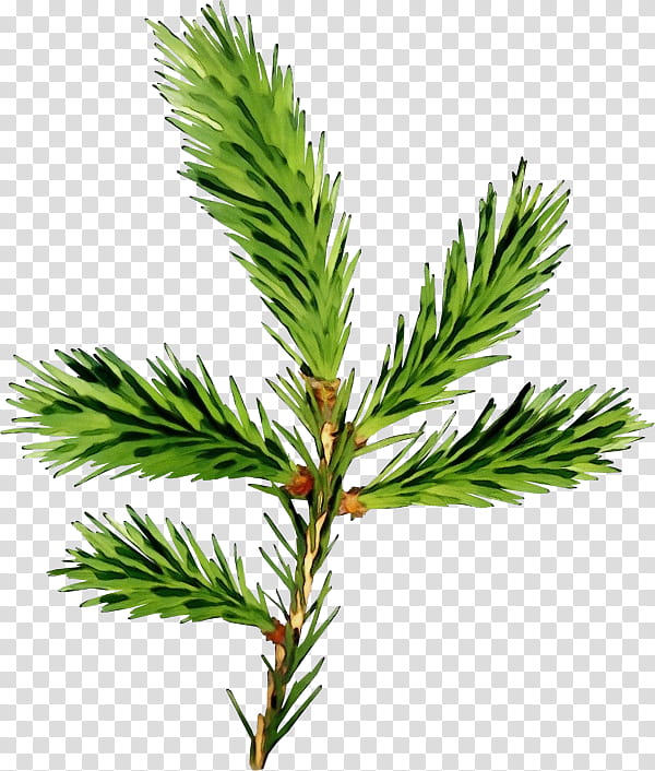 shortleaf black spruce columbian spruce jack pine white pine yellow fir, Watercolor, Paint, Wet Ink, Loblolly Pine, Shortstraw Pine, Red Pine, Lodgepole Pine transparent background PNG clipart