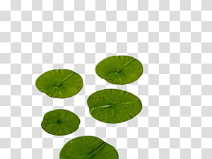 Lily Pads Transparent Background Png Cliparts Free Download Hiclipart