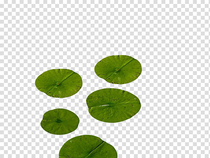 , green lily pads transparent background PNG clipart