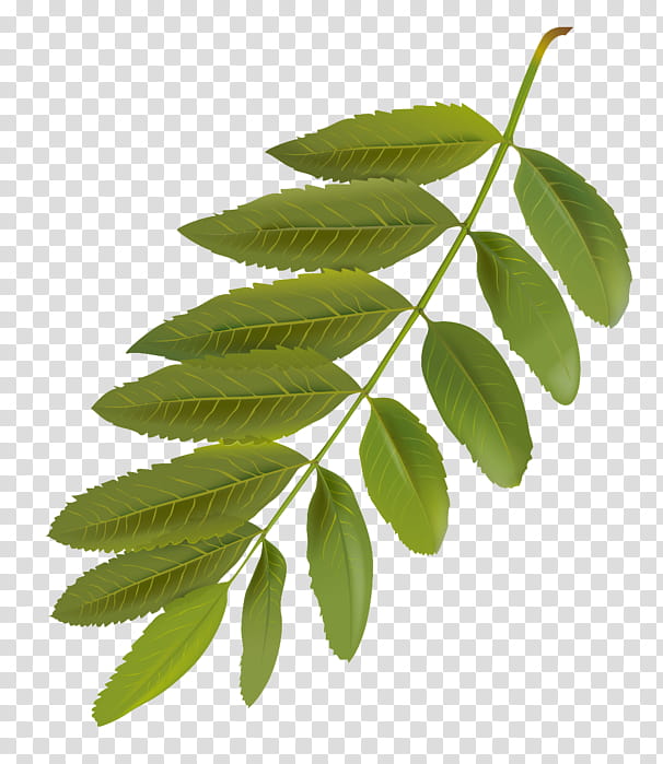 leaf flower plant tree woody plant, Flowering Plant, Branch, Smooth Sumac, Plant Stem transparent background PNG clipart