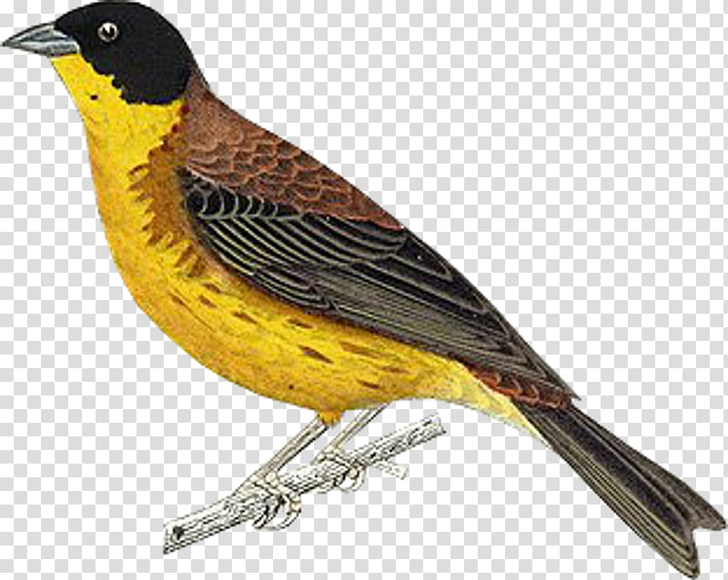 Golden, Finches, Bird, Animal, American Sparrows, Beak, Old World Orioles, Feather transparent background PNG clipart