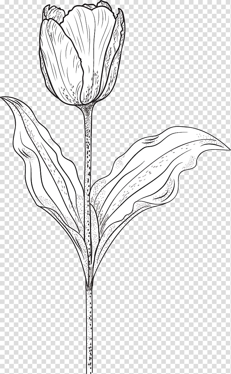 Free download | Tulip Brushes, black and white tulip flower drawing ...