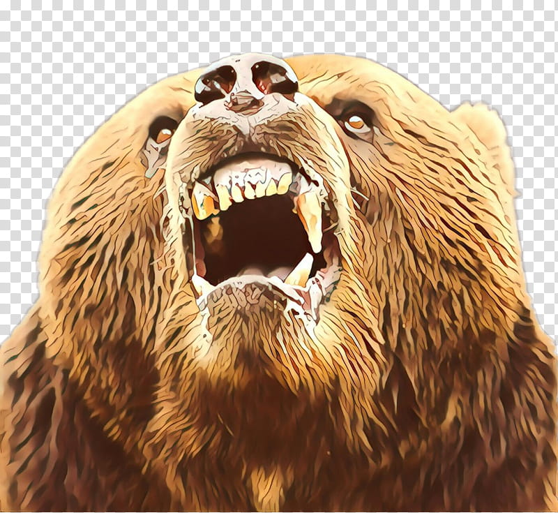 brown bear grizzly bear facial expression kodiak bear roar, Snout, Wildlife transparent background PNG clipart
