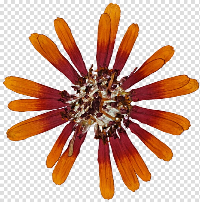 Pressed Orange Pinwheel Daisy transparent background PNG clipart