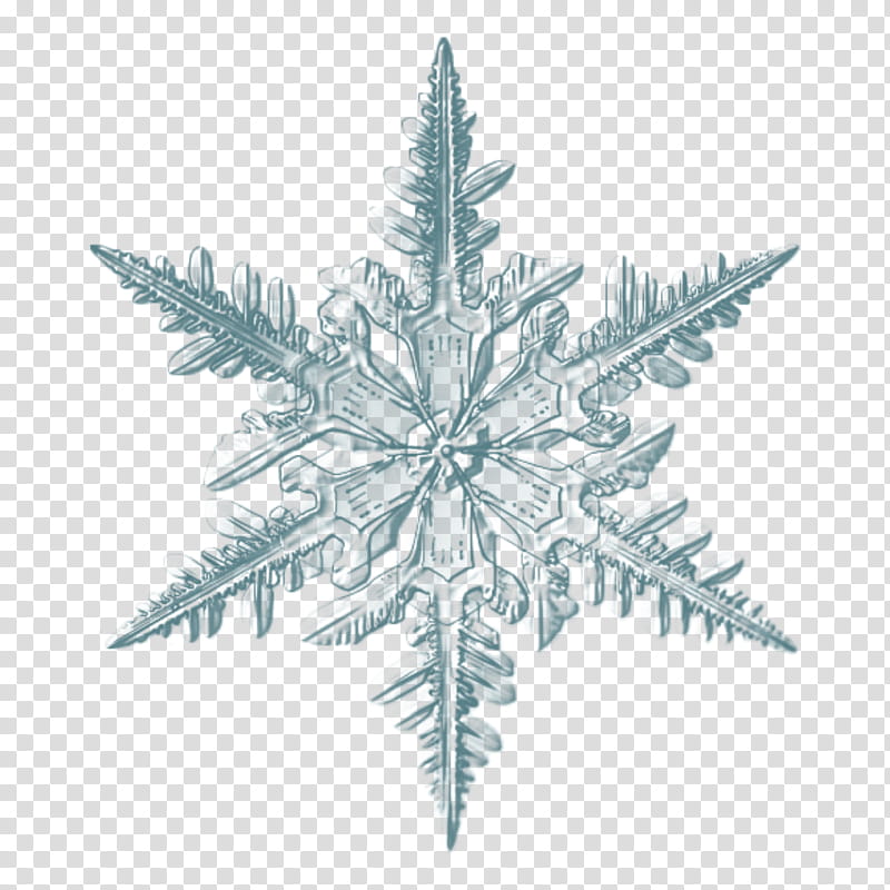 Leaf Shape, Snowflake, Microscope, Crystal, Ice Crystals, Magnification, Plant, Colorado Spruce transparent background PNG clipart