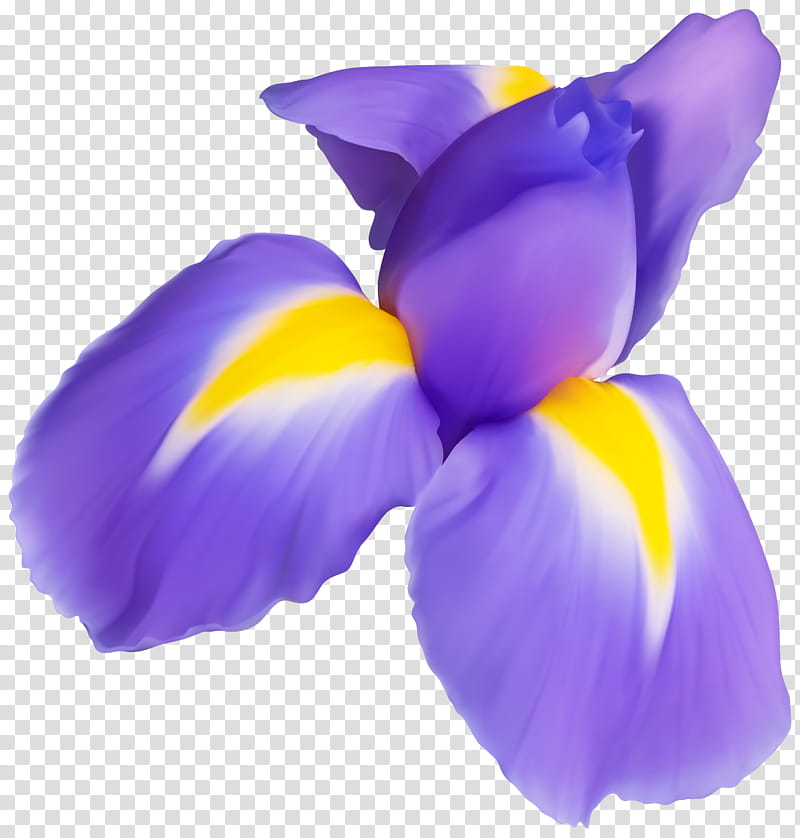petal purple violet flower plant, Iris, Iris Family, Flowering Plant, Crocus transparent background PNG clipart