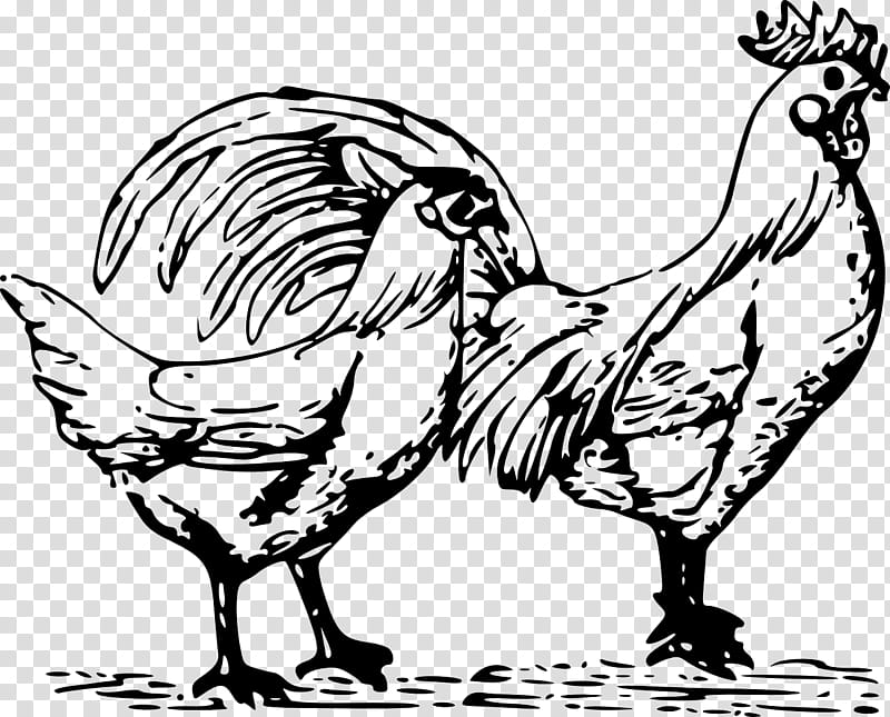 Bird Line Drawing, Rooster, Isa Brown, Poultry, Poultry Farming, Fowl, Red Junglefowl, Chicken transparent background PNG clipart