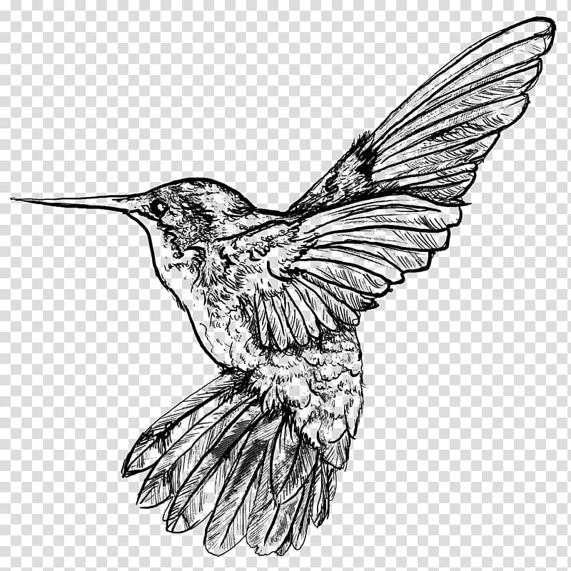 Humming Bird , gray and black bird painting transparent background PNG clipart