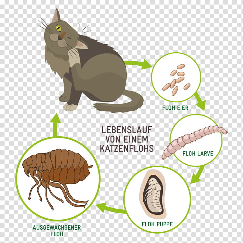 Dog And Cat, Cat Flea, Flea Treatments, Dog Flea, Veterinarian, Pet, Biological Life Cycle, Kitten transparent background PNG clipart