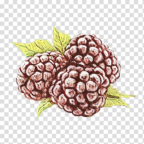 Pineapple, Berry, Fruit, Blackberry, Plant, Rubus, Loganberry, Food transparent background PNG clipart