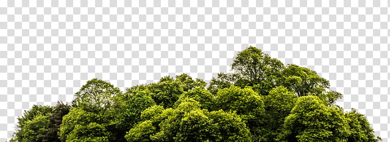 , green leaf trees transparent background PNG clipart