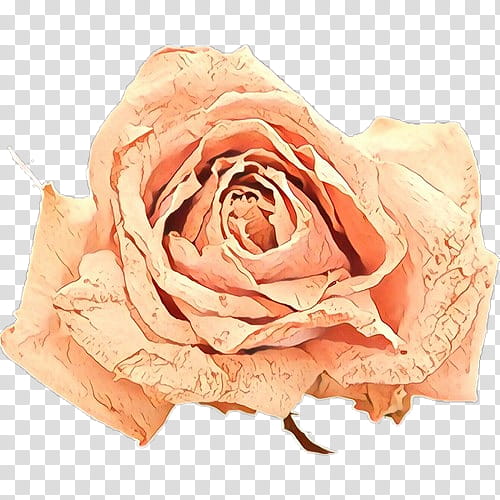 Garden roses, Cartoon, Pink, Flower, Orange, Rose Family, Peach, Cut Flowers transparent background PNG clipart