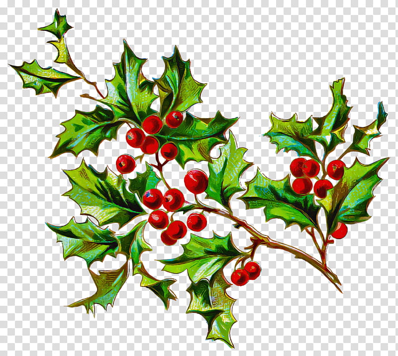 christmas holly Ilex holly, Christmas , American Holly, Hawthorn, Chinese Hawthorn, Plant, Branch, Flower transparent background PNG clipart