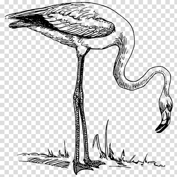 Bird Line Drawing, Line Art, Flamingo, Water Bird, Tree, Whooping Crane, Cranelike Bird, Plant transparent background PNG clipart