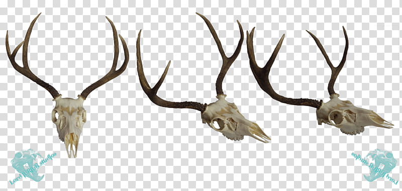 Mule deer skull , three gray antlers transparent background PNG clipart