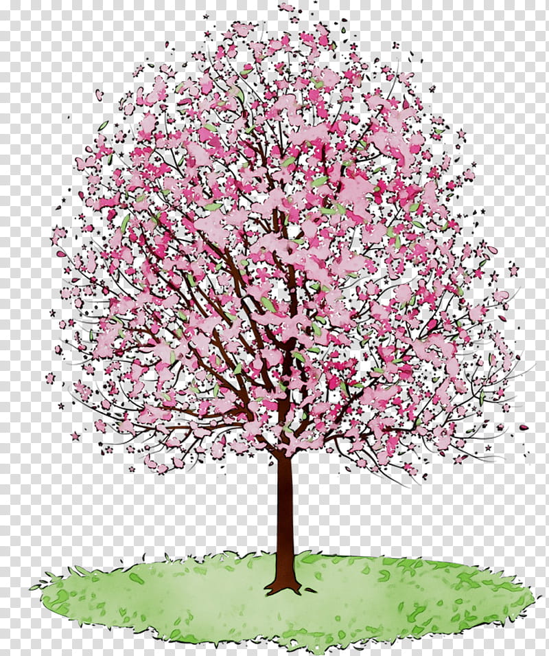 weeping cherry tree drawing