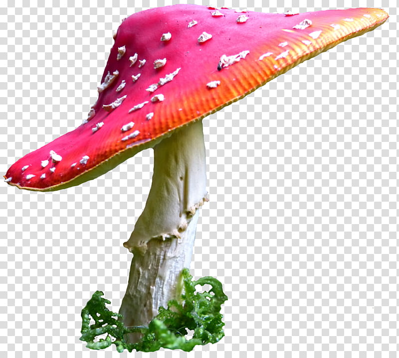 mushroom  , red mushroom transparent background PNG clipart