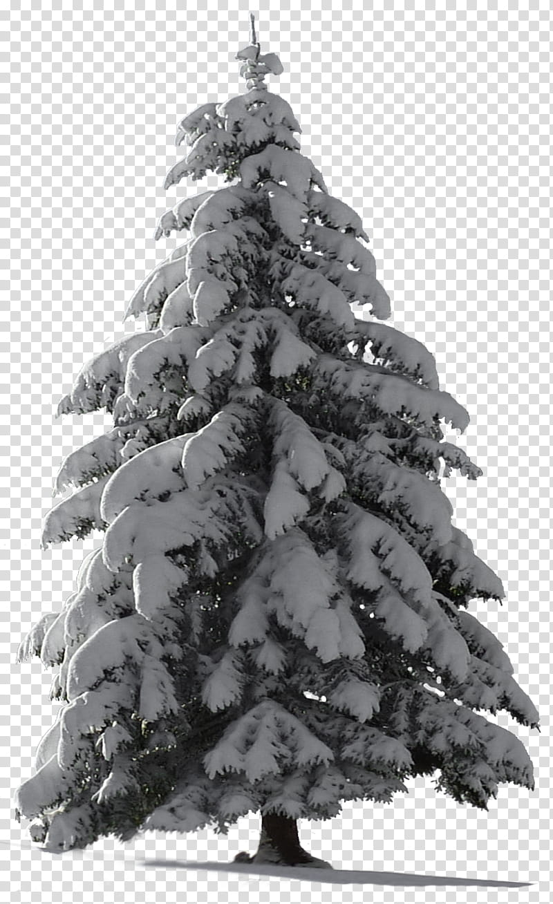 Christmas Tree Snow for my watcher , icy pine tree transparent background PNG clipart