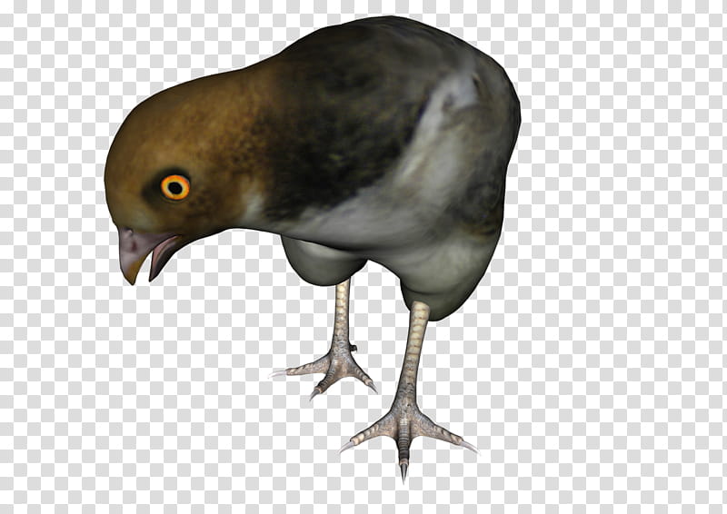 Dove Bird, Beak, Hawk, Cuckoos, Landfowl, Eagle, Feather, Animal transparent background PNG clipart