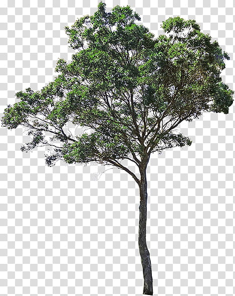 Oak Tree, Plants, Idea, Evergreen Group, Woman, Room, Locker, Selfie transparent background PNG clipart