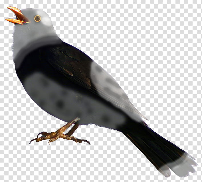 Feather, Bird, Common Myna, Common Blackbird, Beak, Songbirds, European Robin, American Robin transparent background PNG clipart