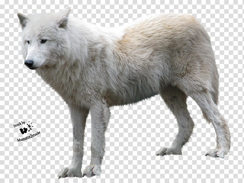 Resources Overexposed, white wolf transparent background PNG clipart ...
