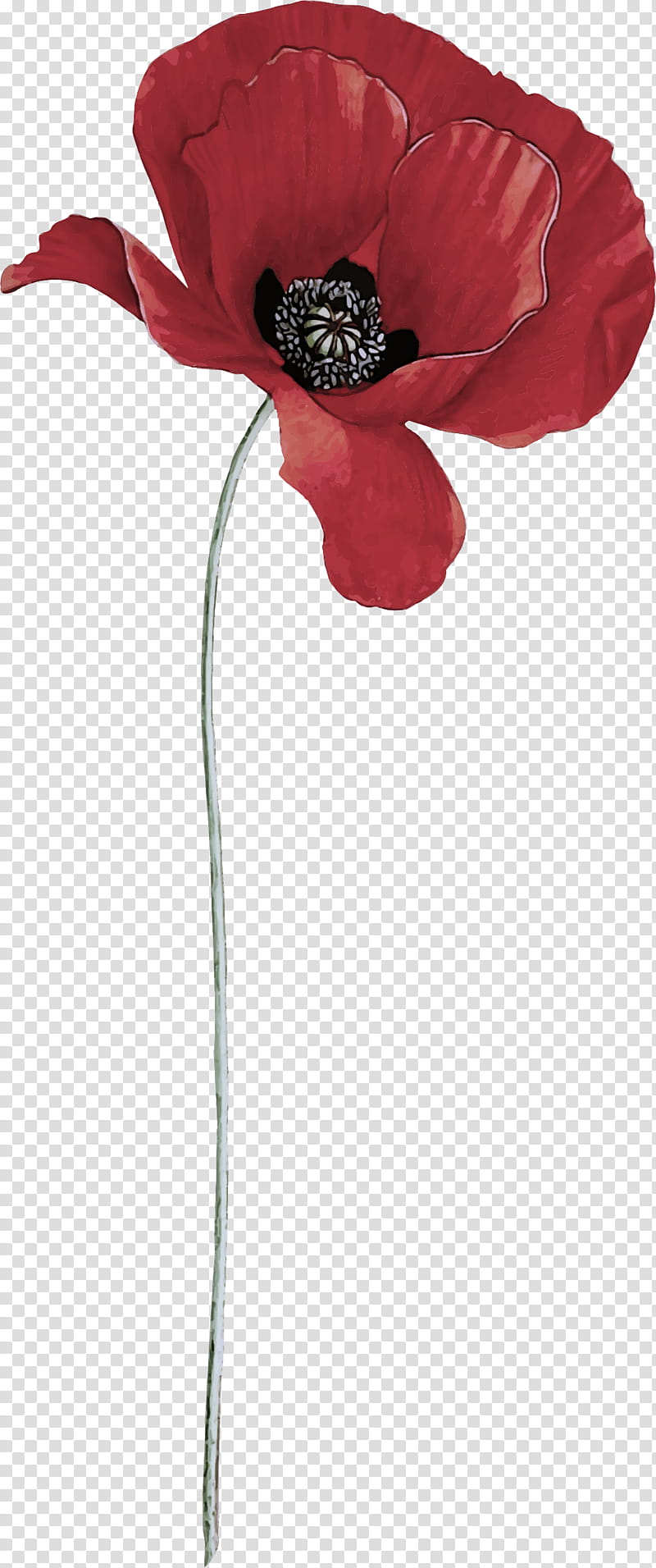 red flower corn poppy coquelicot plant, Poppy Family, Petal, Anthurium, Plant Stem transparent background PNG clipart
